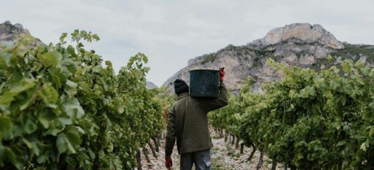 COSECHA. MIGRACIONES REALIZA CONTROLES EN FINCAS DE ARAUCO