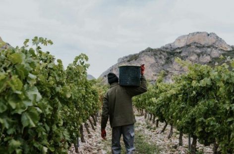 COSECHA. MIGRACIONES REALIZA CONTROLES EN FINCAS DE ARAUCO