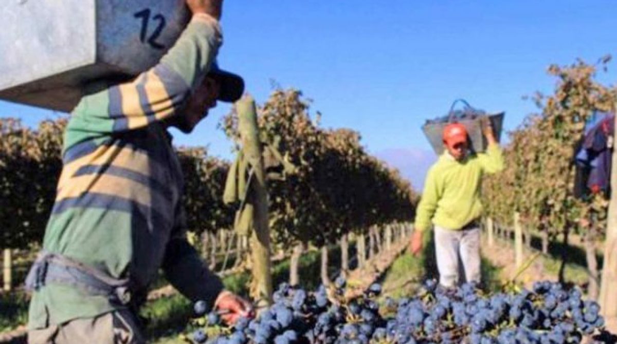 CARPA CELEBRÓ EL REGRESO DE LOS FONDOS ROTATORIOS PARA LA VENDIMIA