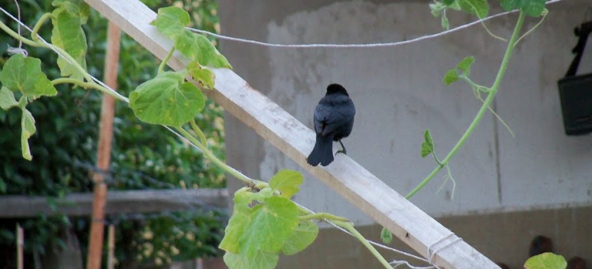 TRAGEDIA. ANCIANO MURIÓ APLASTADO POR UNA PARRA EN SU PROPIA VIVIENDA