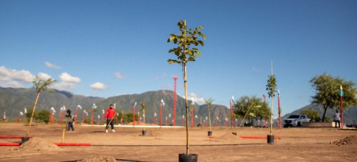 100 MIL ÁRBOLES PARA CAPITAL: ES PARA MITIGAR LAS ALTAS TEMPERATURAS