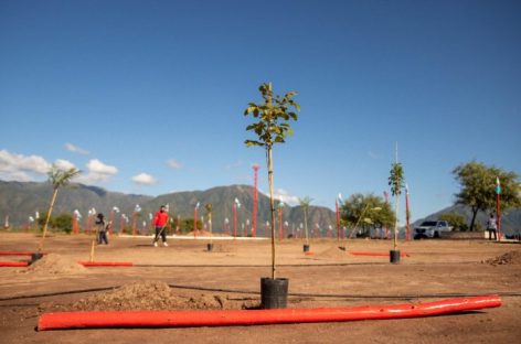 100 MIL ÁRBOLES PARA CAPITAL: ES PARA MITIGAR LAS ALTAS TEMPERATURAS