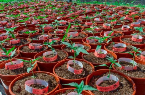 MINISTROS NACIONALES EN LA RIOJA POR LA PRODUCCIÓN DE ACEITE DE CANNABIS PARA USO MEDICINAL