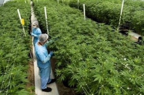 CHILECITO YA TIENE LA DIPLOMATURA EN CULTIVO E INDUSTRIALIZACIÓN DE CANNABIS
