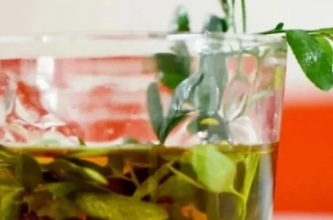 LOS CREYENTES RENUEVAN SUS ENERGÍAS CON TE DE RUDA: CÓMO PREPARARLO