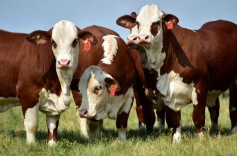 SE HACE EN PINCHAS LA 1° EXPOSICIÓN AGROGANADERA Y ARTESANAL DE LA COSTA RIOJANA