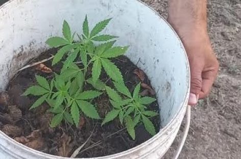 DETECTAN PLANTAS DE MARIHUANA ESCONDIDAS EN ZONA DE JUAN CARO