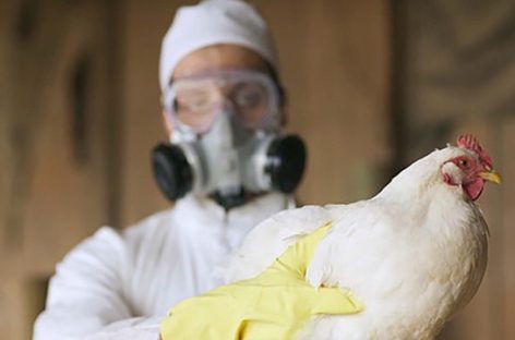 GRIPE AVIAR. ALERTA SANITARIA NACIONAL Y LOS SÍNTOMAS QUE GENERA EL VIRUS