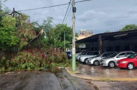 EL NUEVO TEMPORAL DEJÓ MÁS ÁRBOLES CAÍDOS Y VOLADURA DE TECHOS
