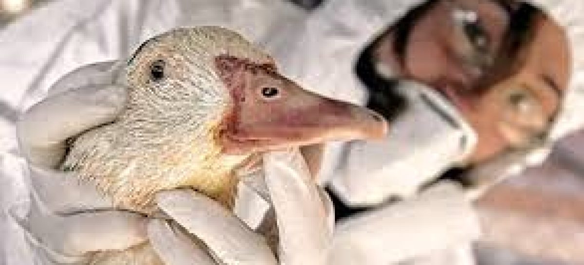 SENASA PROHIBIÓ TRASLADO DE AVES Y CONTROLA POLICÍA Y GENDARMERÍA