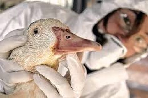 SENASA PROHIBIÓ TRASLADO DE AVES Y CONTROLA POLICÍA Y GENDARMERÍA