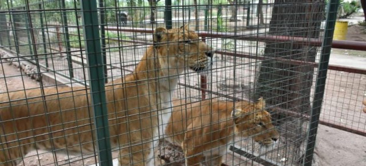 19 FELINOS Y UNA OSA SERÁN TRASLADOS DE CAPITAL A UNA RESERVA EN ENTRE RÍOS