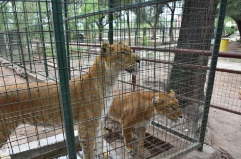 19 FELINOS Y UNA OSA SERÁN TRASLADOS DE CAPITAL A UNA RESERVA EN ENTRE RÍOS