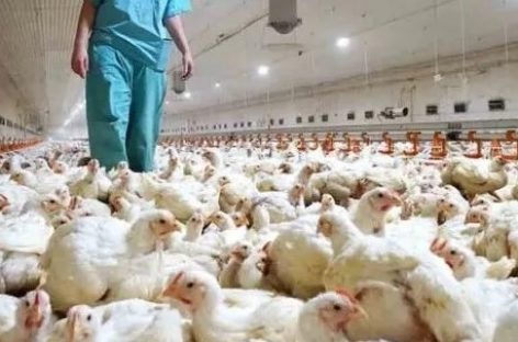 GRIPE AVIAR: YA HAY CASOS EN 10 PROVINCIAS
