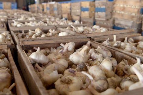 EXPORTACIONES. LOS AJOS RIOJANOS YA SE VENDEN EN BRASIL