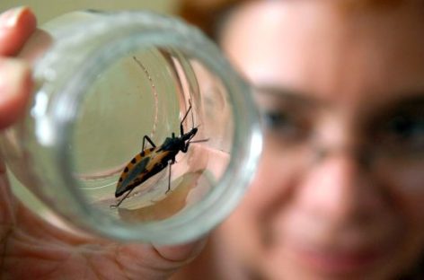 ALERTAN SOBRE LA TRANSMISIÓN DEL CHAGAS A TRAVÉS DEL EMBARAZO