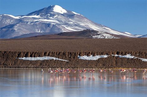LAGUNA BRAVA. INVESTIGAN APARICIÓN DE FLAMENCOS MUERTOS Y BUSCAN DESCARTAR GRIPE AVIAR