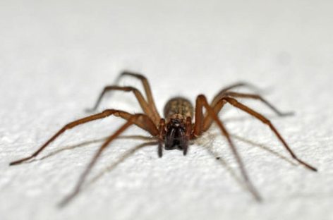 ‘VIUDA NEGRA’ Y ‘DE RINCÓN’, LAS ESPECIES DE ARAÑAS PELIGROSAS QUE HAY EN LA RIOJA