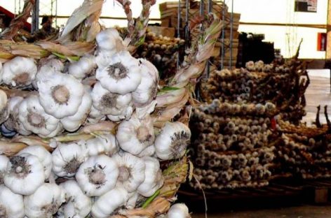 CON EL AJO, BRASIL SE CONSOLIDA COMO SOCIO COMERCIAL ESTRATÉGICO DE LA RIOJA