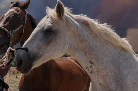 LA RIOJA EN ALERTA POR EL BROTE DE ENCEFALOMIELITIS EQUINA EN EL PAÍS