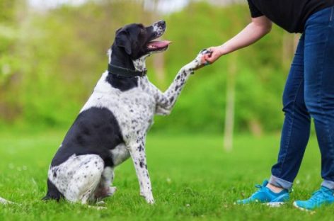 MUNICIPALIDAD. REABRE LA ESCUELA DE ADIESTRAMIENTO CANINO