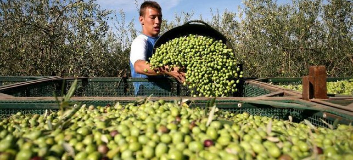 ACEITUNA. UNOS 5.000 OBREROS RURALES LEVANTARÁN LA COSECHA 2026