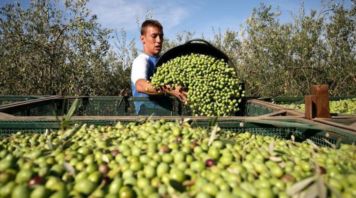 PREOCUPACIÓN EN UATRE POR EMPRESAS OLIVÍCOLAS EN CRISIS