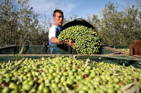 ACEITUNA. UNOS 5.000 OBREROS RURALES LEVANTARÁN LA COSECHA 2026