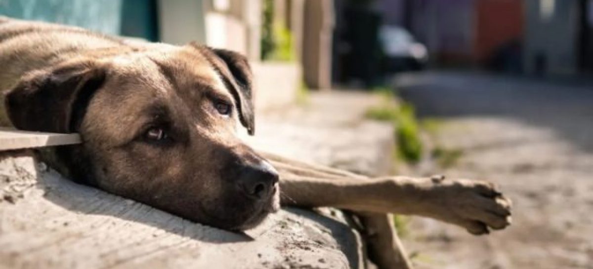 LEY CONAN. DESTACAN LA AMPLIACIÓN DE PENAS QUE PREVÉ EL PROYECTO