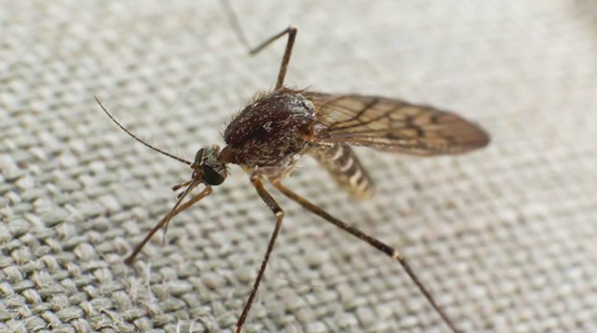 ALERTA POR EL BROTE DE CHIKUNGUNYA EN EL PAÍS: LA SITUACIÓN DE LA RIOJA