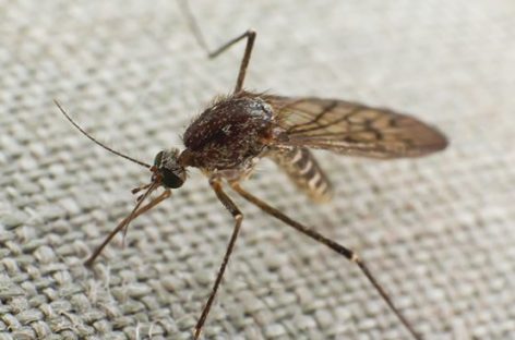 ALERTA POR EL BROTE DE CHIKUNGUNYA EN EL PAÍS: LA SITUACIÓN DE LA RIOJA