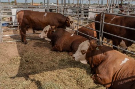 GANADERÍA. EL GOBIERNO APUNTA AL AVANCE GENÉTICO PARA EXPORTAR SEMEN Y EMBRIONES