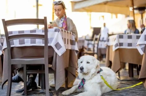 PROPONEN QUE BARES Y RESTAURANTES PERMITAN EL INGRESO DE MASCOTAS