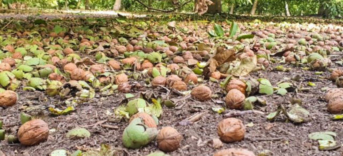 320 HECTÁREAS DEL AGRO RIOJANO FUERON AFECTADAS POR TORMENTAS