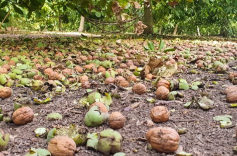 320 HECTÁREAS DEL AGRO RIOJANO FUERON AFECTADAS POR TORMENTAS