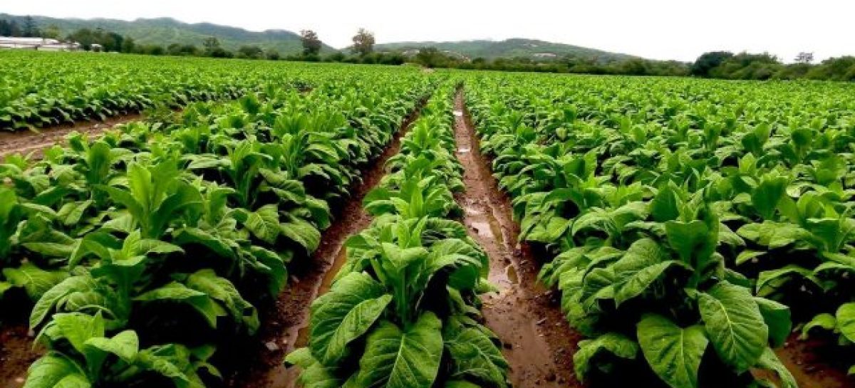 UN RIOJANO MANEJARÁ UN MILLONARIO FONDO NACIONAL: EL DEL TABACO