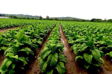 UN RIOJANO MANEJARÁ UN MILLONARIO FONDO NACIONAL: EL DEL TABACO