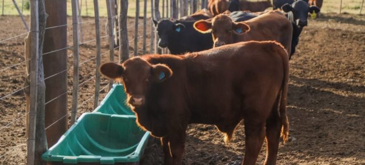 EN GENERAL ORTIZ DE OCAMPO PREOCUPA LA SITUACIÓN DEL GANADO BOVINO Y CAPRINO
