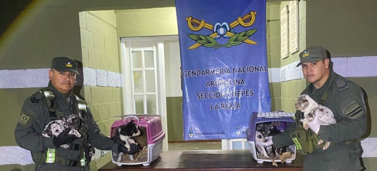 GENDARMERÍA INCAUTA CACHORROS TRASLADADOS DE MANERA IRREGULAR