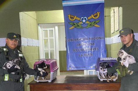 GENDARMERÍA INCAUTA CACHORROS TRASLADADOS DE MANERA IRREGULAR