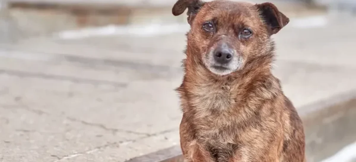 PERROS CALLEJEROS: «LA SITUACIÓN NO ESTÁ CONTROLADA. SIGUE EMPEORANDO»