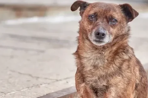 PERROS CALLEJEROS: «LA SITUACIÓN NO ESTÁ CONTROLADA. SIGUE EMPEORANDO»
