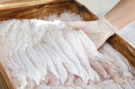 DESTACAN AUMENTO EN LA VENTA DE PESCADO POR SEMANA SANTA