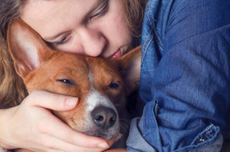 LOS PERROS Y SU RELACIÓN CON LOS HUMANOS. ¿PORQUÉ AUMENTAN LOS RIESGOS DE SUFRIR MORDEDURAS?