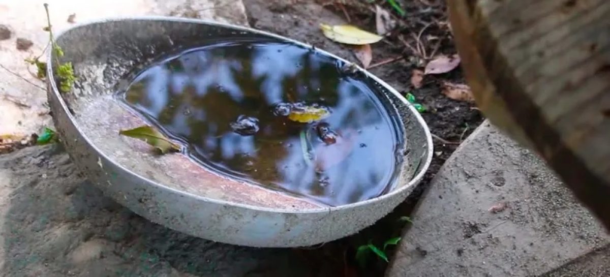 DENGUE. «EN INVIERNO EL AEDES AEGYPTI ESTÁ EN FORMA DE HUEVOS»