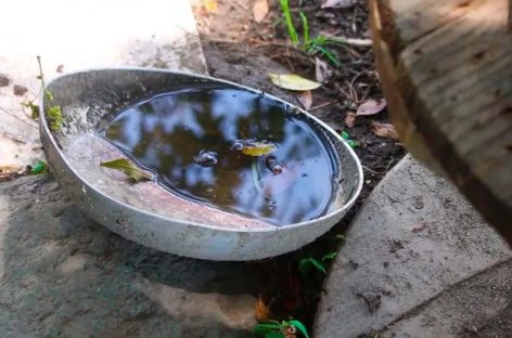 DENGUE. «EN INVIERNO EL AEDES AEGYPTI ESTÁ EN FORMA DE HUEVOS»