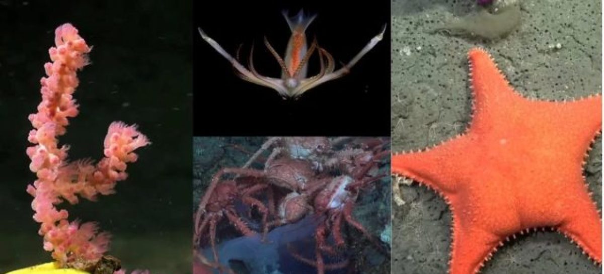 CÓMO ES LA INCREÍBLE EXPEDICIÓN DEL CONICET EN EL FONDO DEL MAR QUE CAUSA FUROR EN LA ARGENTINA