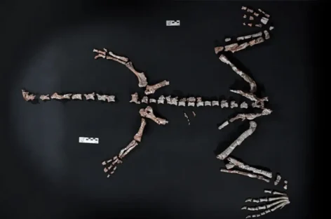 HALLAN RESTOS FÓSILES DE DINOSAURIO QUE VIVIÓ HACE 230 MILLONES DE AÑOS EN LA RIOJA