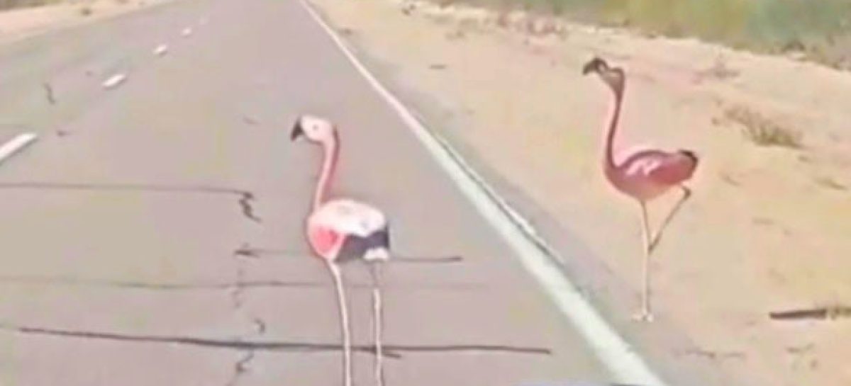 FLAMENCOS ROSADOS APARECIERON EN RUTAS DE LA COSTA RIOJANA