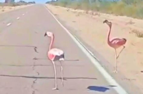 FLAMENCOS ROSADOS APARECIERON EN RUTAS DE LA COSTA RIOJANA